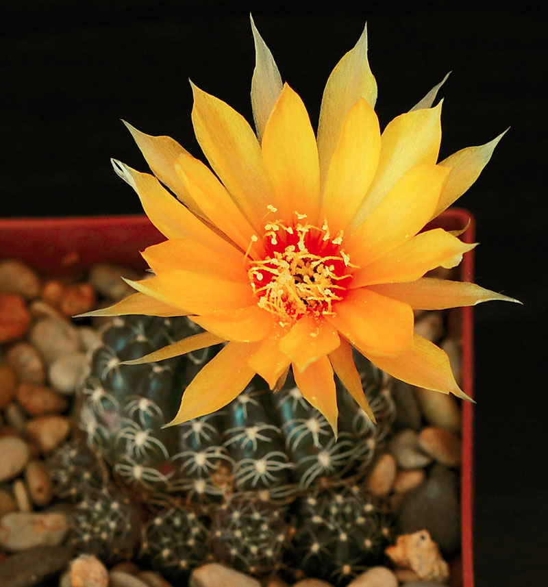 Echinopsis arachnacantha